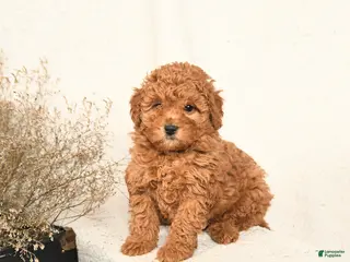 Miniature Poodle dogs Angel - Ad 9