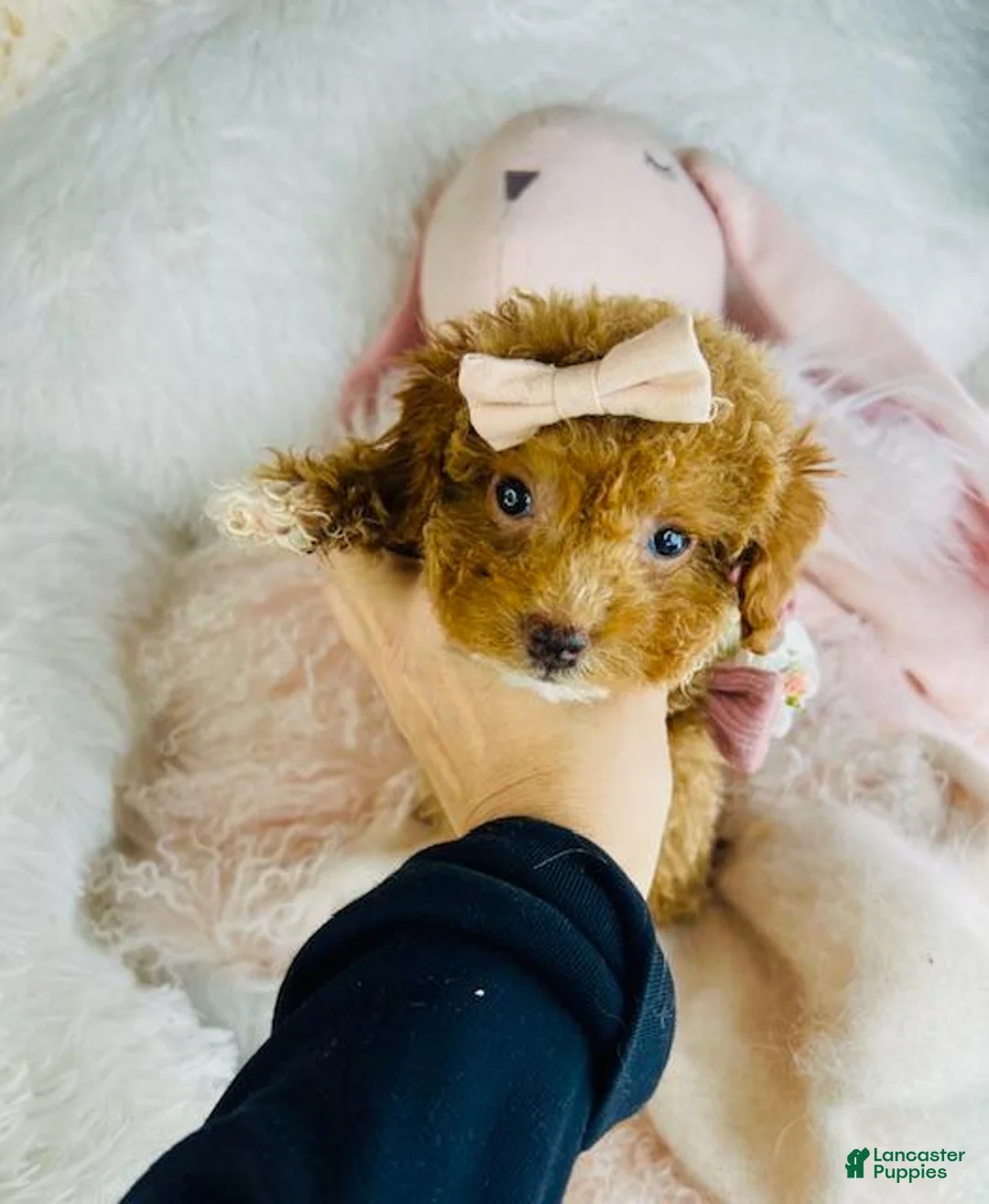 Toy Poodle dogs for sale: Toy Poodle Puppy 2 - Ad 2