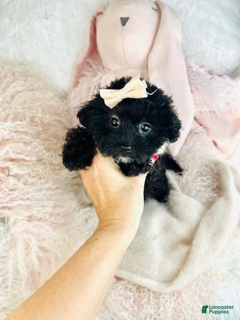 Maltipoo dogs Maltipoo Puppy 1 - Ad 4