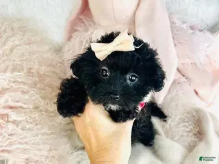 Maltipoo dogs Maltipoo Puppy 1 - Ad 4