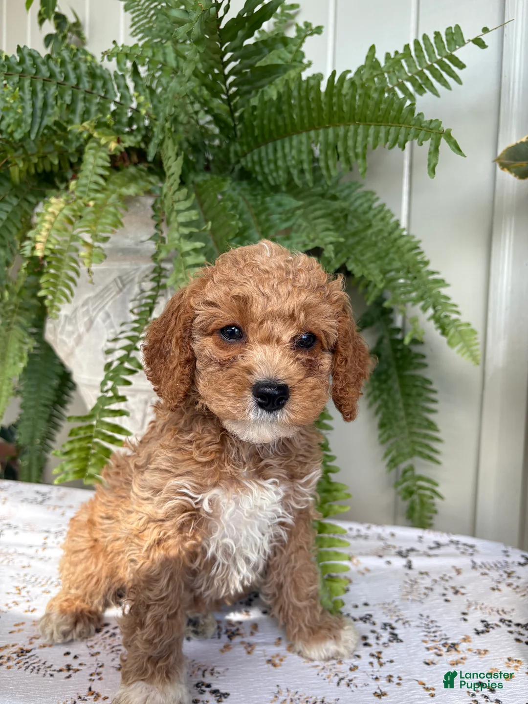 Cockapoo dogs for sale: Violet - Ad 4