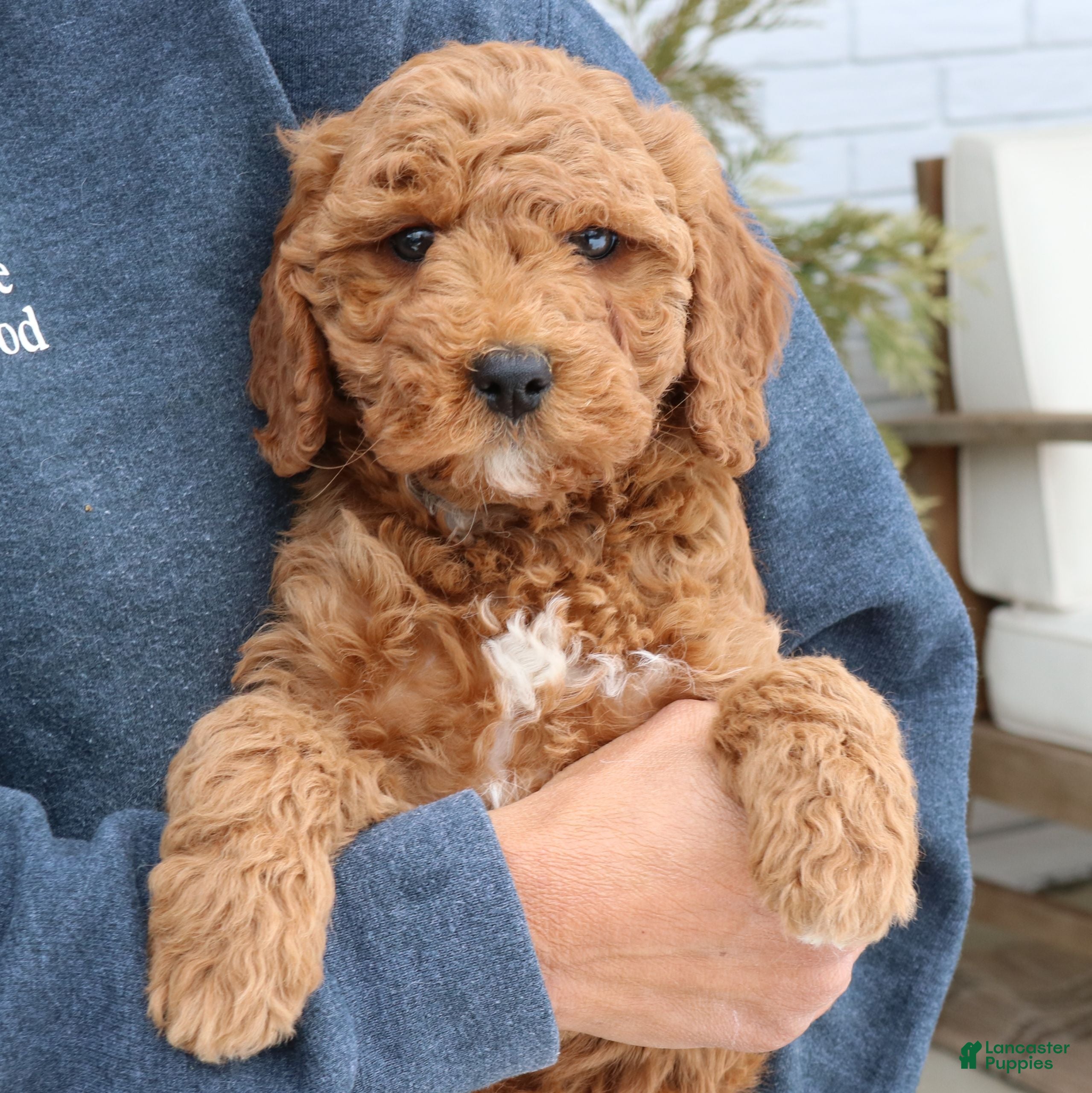 Mini Goldendoodle dogs Brooklyn  - Ad 2