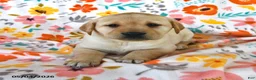 Labrador Retriever dogs for sale: Daffodil - Ad 2