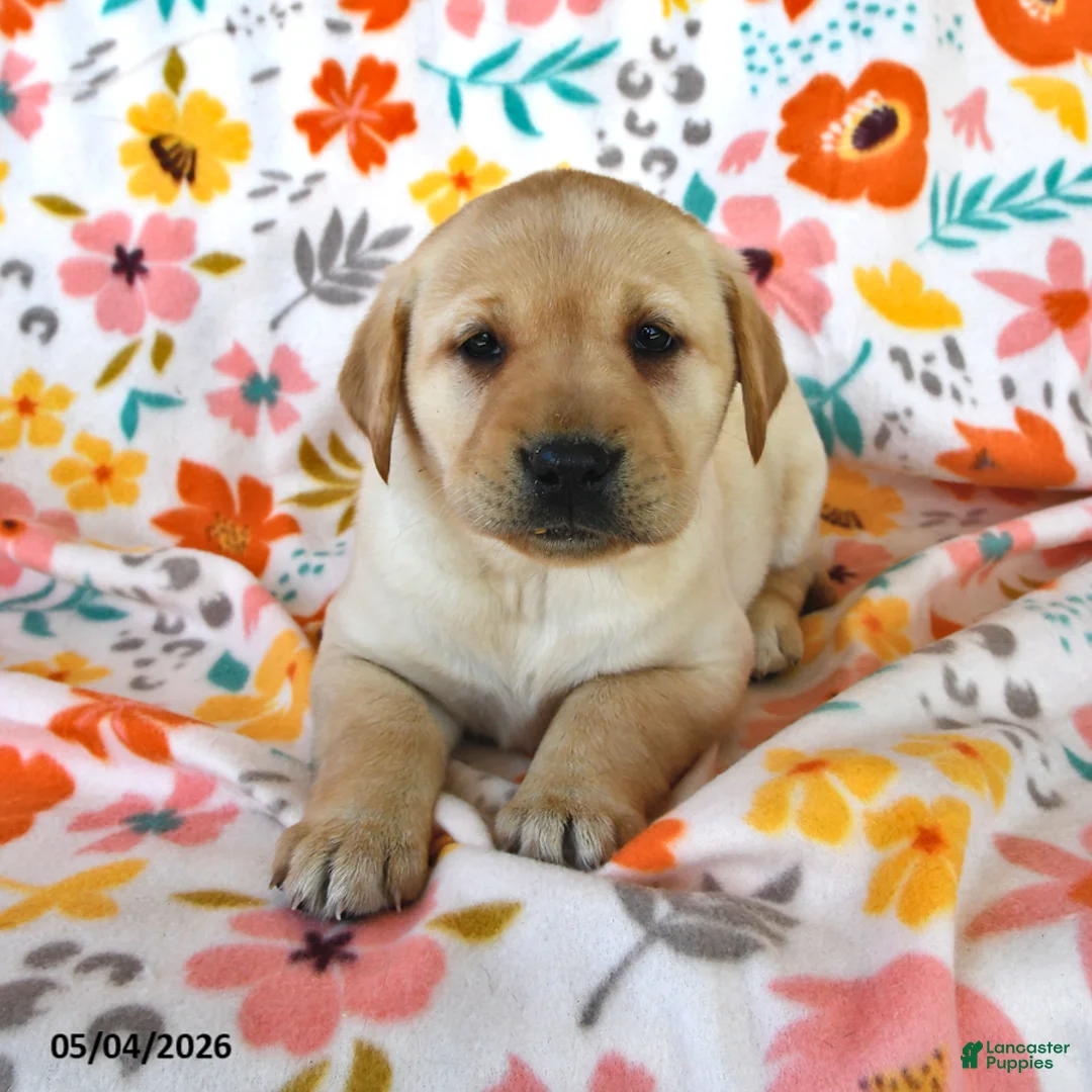 Labrador Retriever dogs for sale: Daffodil - Ad 2