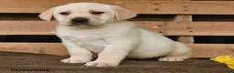 Labrador Retriever dogs for sale: Griffin - Ad 3