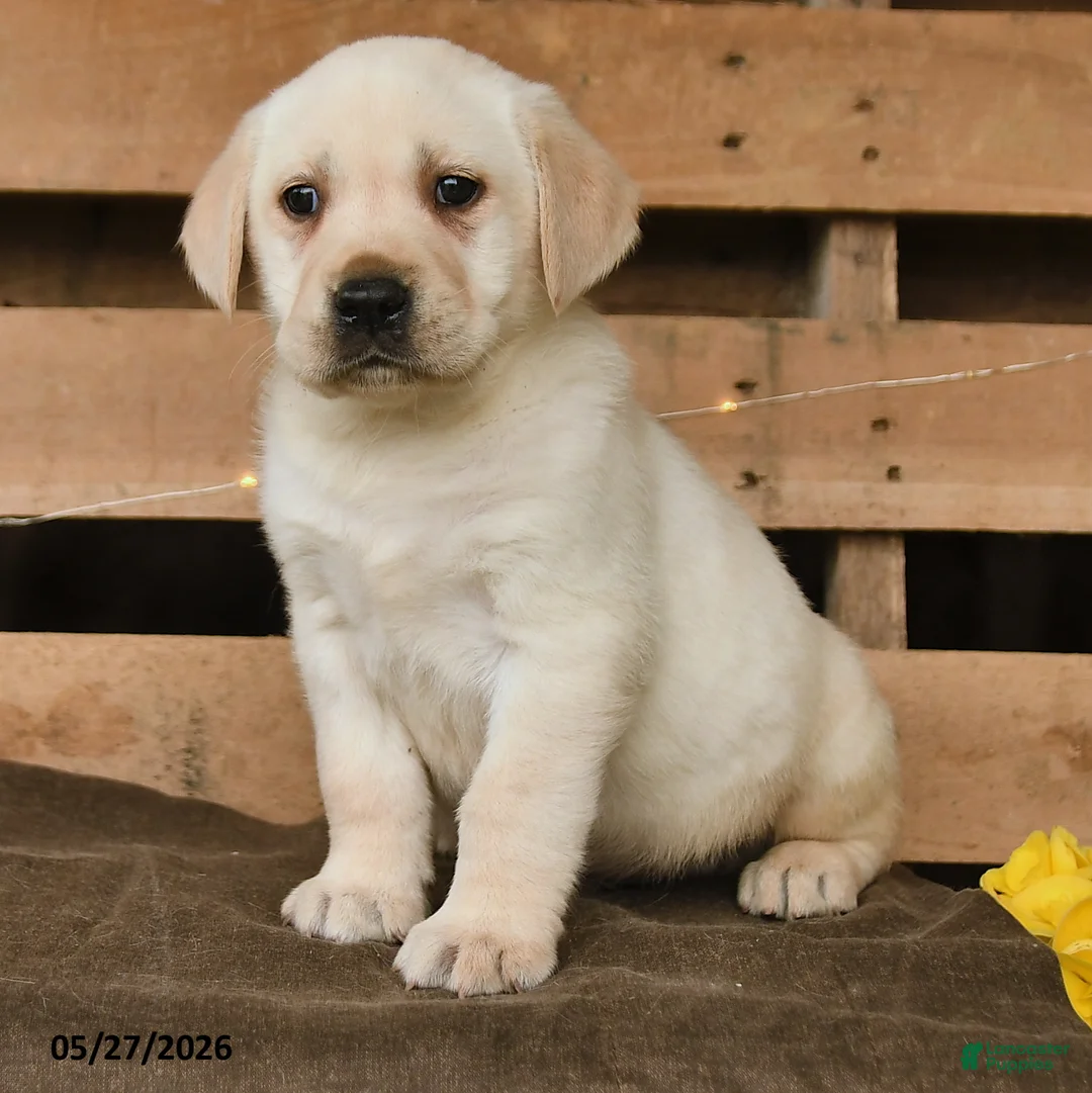 Labrador Retriever dogs for sale: Griffin - Ad 3