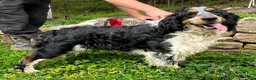 English Springer Spaniel dogs for sale: Daphne - Ad 4