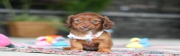 Miniature Dachshund dogs for sale: Remi - Ad 6
