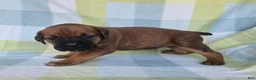 Cane Corso dogs for sale: ICCF Ruby - Ad 5