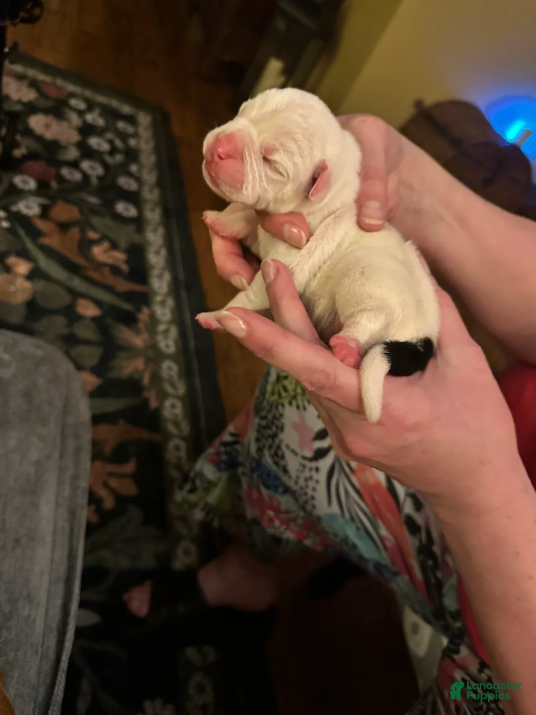 Mixed Breed dogs for sale: English Bulldog Puppy 3 - Ad 2