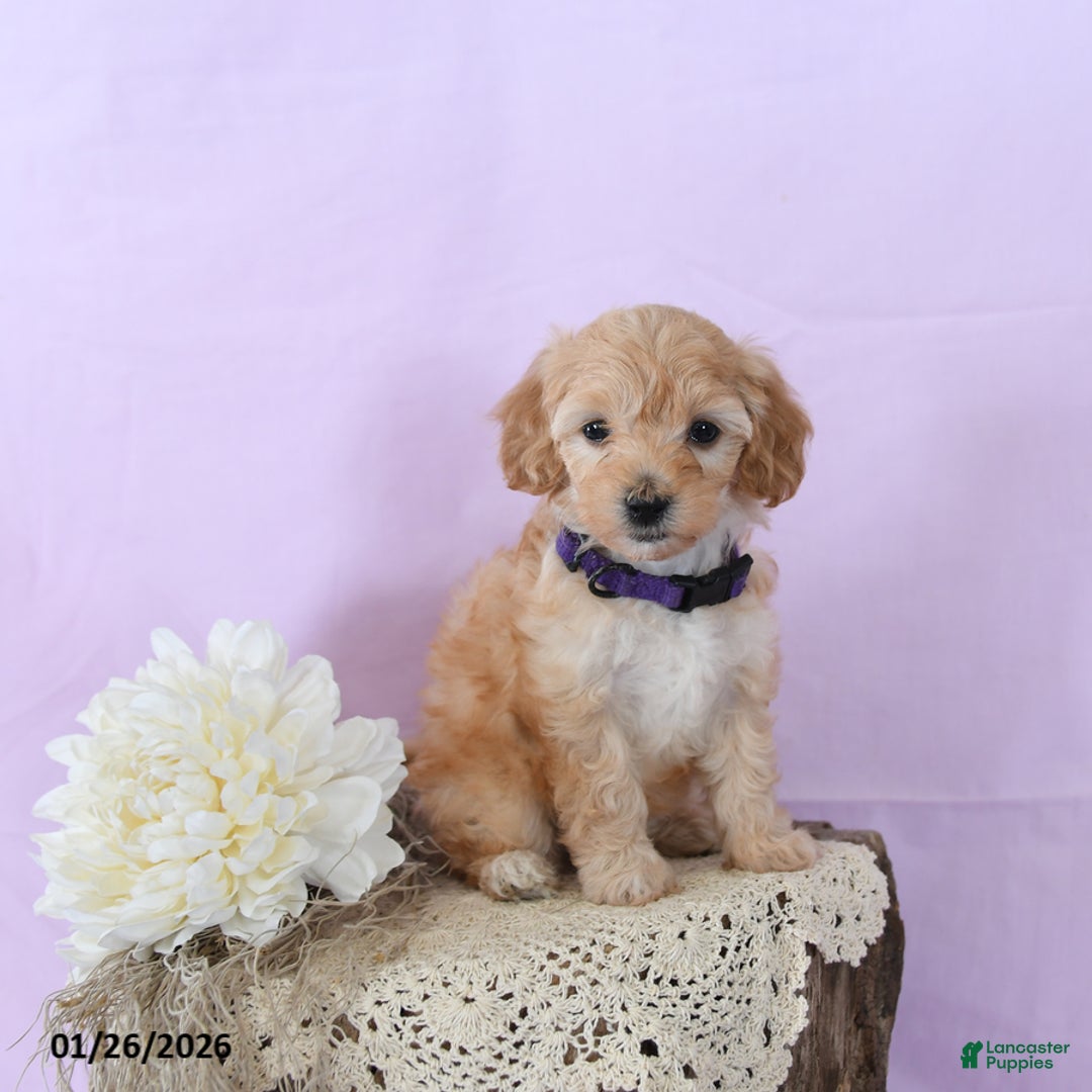 Shihpoo dogs for sale: Emily - Ad 2