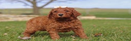 Goldendoodle dogs for sale: Peppermint - Ad 5
