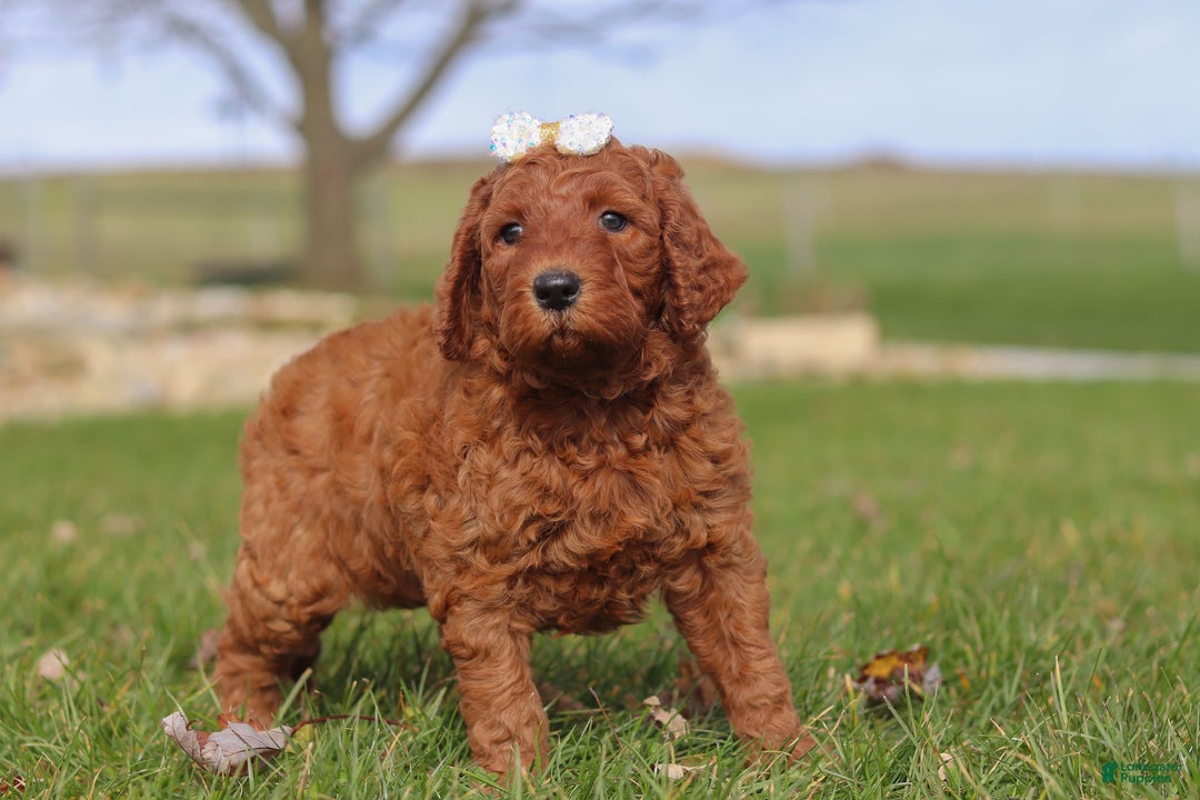 Goldendoodle dogs for sale: Peppermint - Ad 5