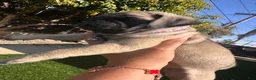 Pug dogs for sale: Pug Puppy 4 purple - Ad 1