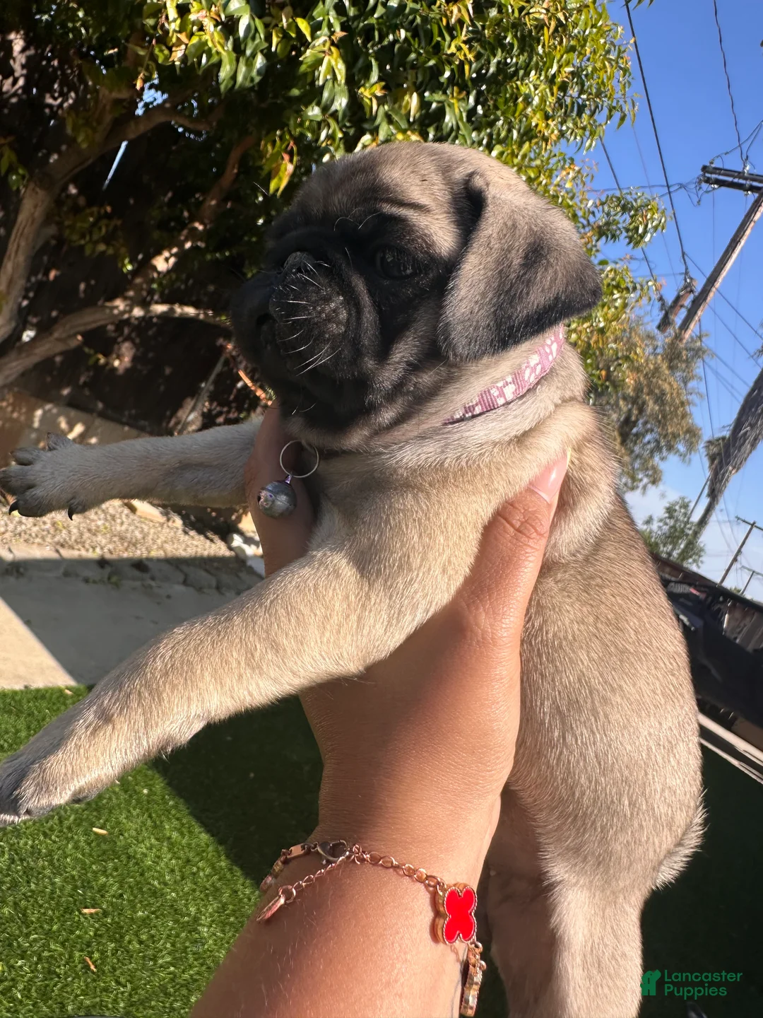 Pug dogs for sale: Pug Puppy 4 purple - Ad 1
