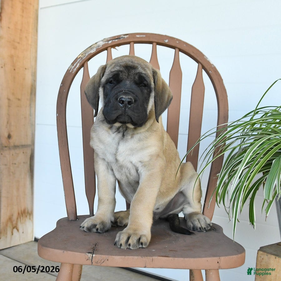 English Mastiff dogs Jeremy - Ad 2