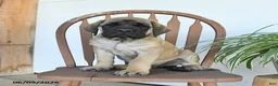 English Mastiff dogs for sale: Jeremy - Ad 2