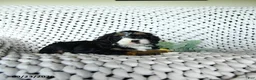 Mini Bernedoodle dogs for sale: Sundae  - Ad 3