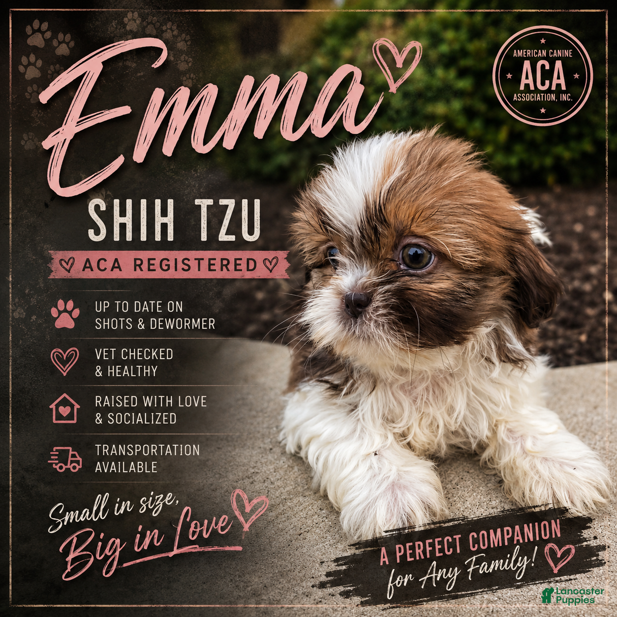 Shih Tzu dogs Emma - Ad 1