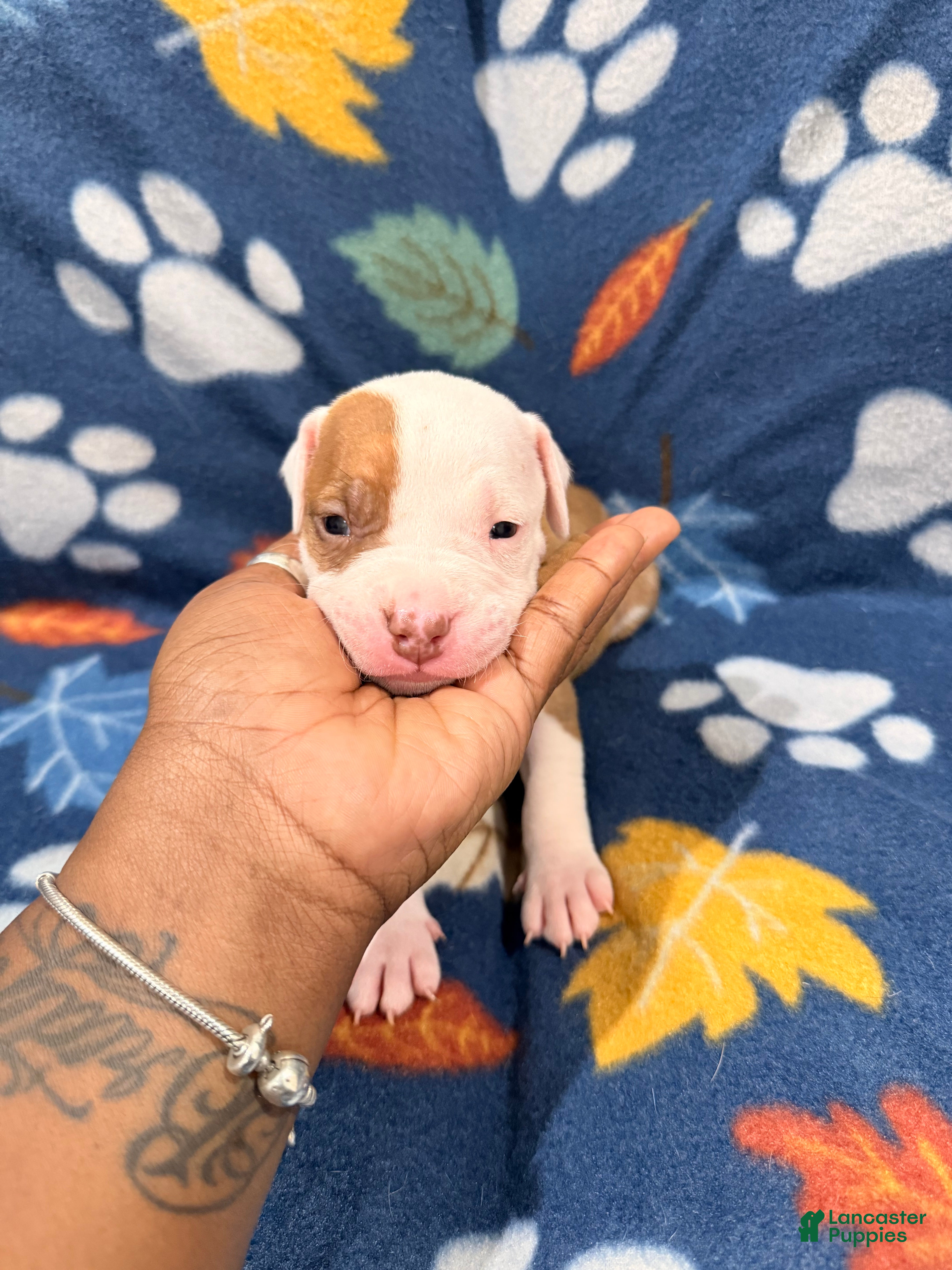 American Bully dogs for sale: American Bully Puppy 1 - Ad 1