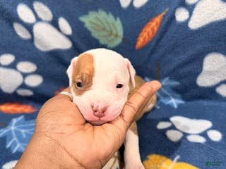 American Bully dogs American Bully Puppy 1 - Ad 5