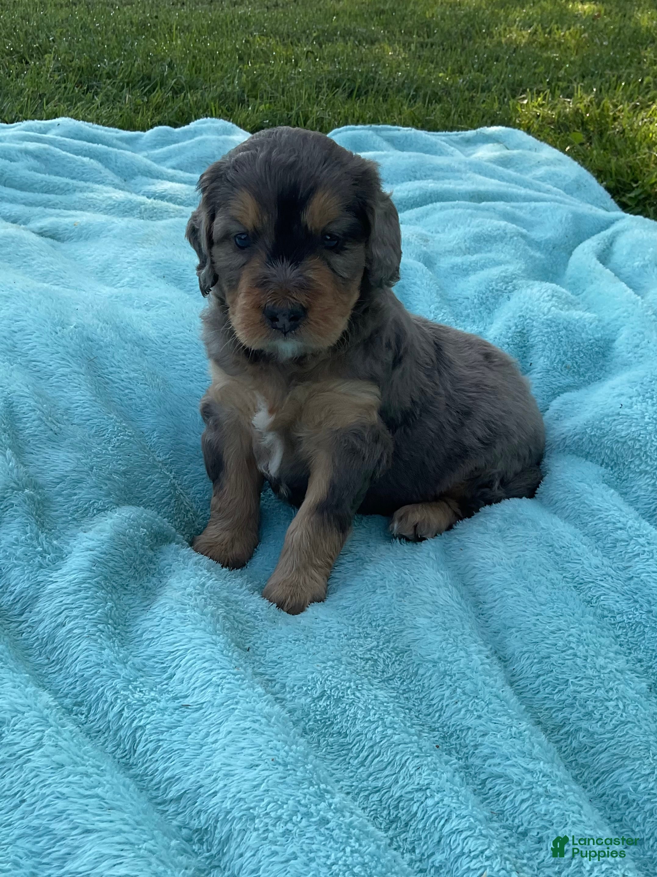 Mini Bernedoodle dogs Cody - Ad 2