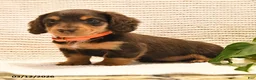 Miniature Dachshund dogs for sale: Milo - Ad 5