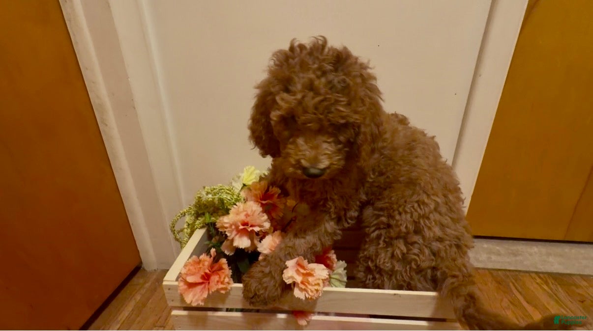 Double Doodle dogs Sophie - Ad 2