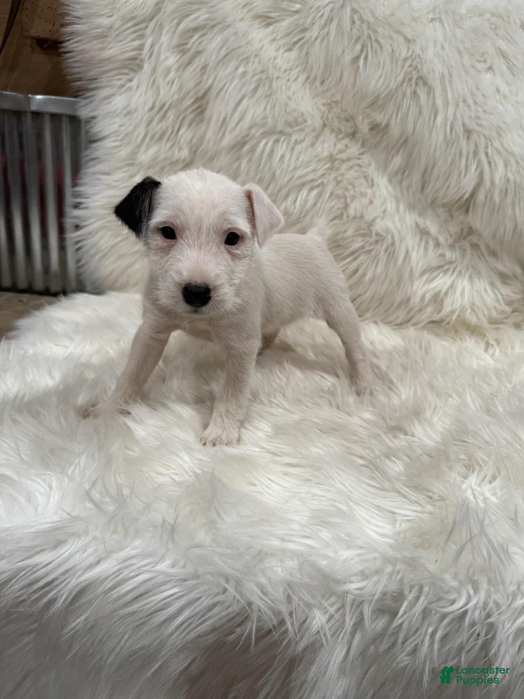 Jack Russell Terrier dogs for sale: Snow White Puppy 2 - Ad 5