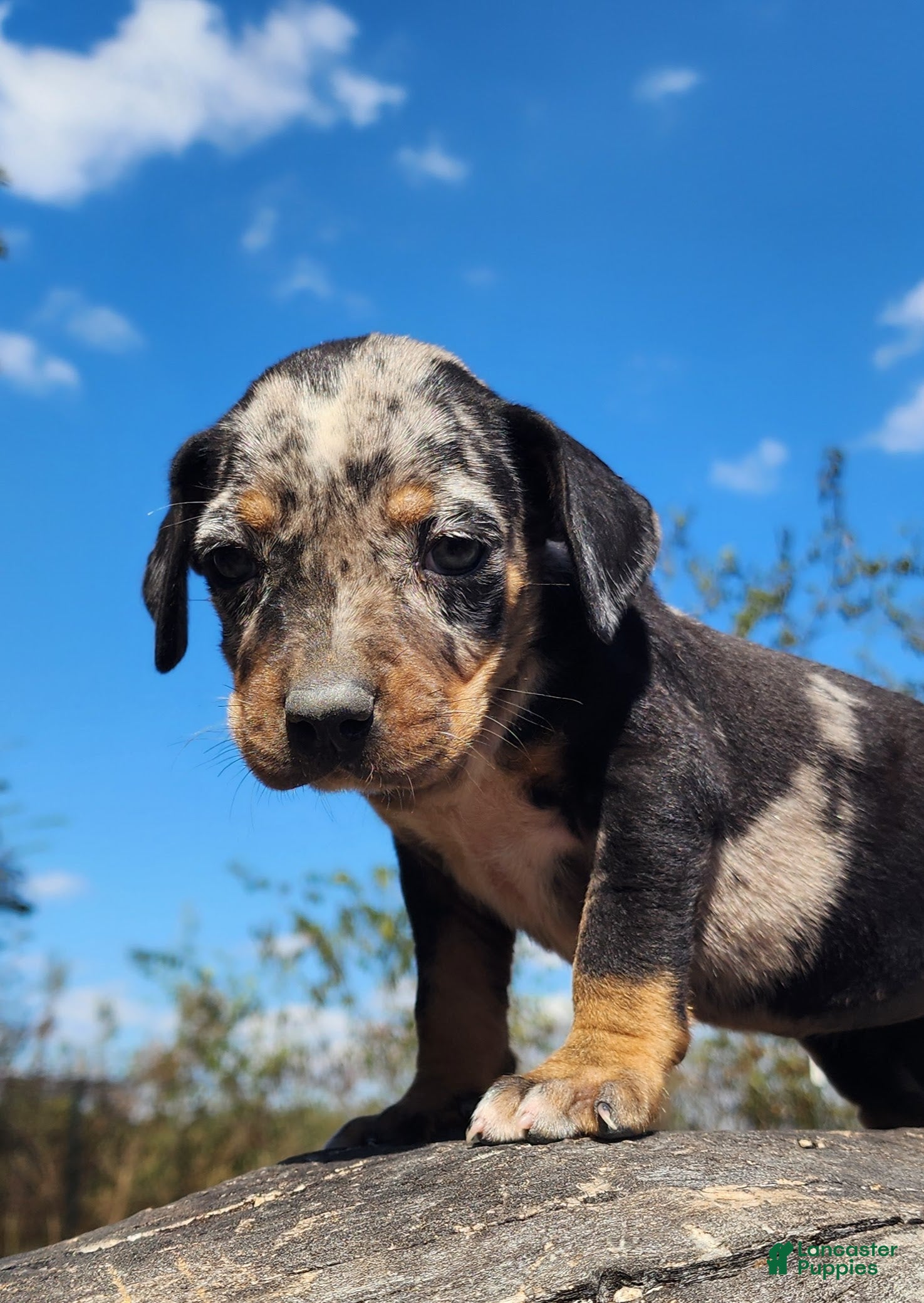 Catahoula Leopard Dog dogs Houdini 2025 Female 3 - Ad 21