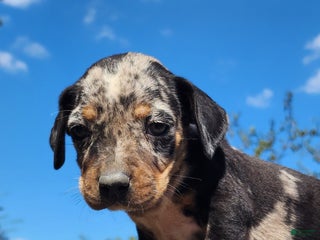 Catahoula Leopard Dog dogs Houdini 2025 Female 3 - Ad 33