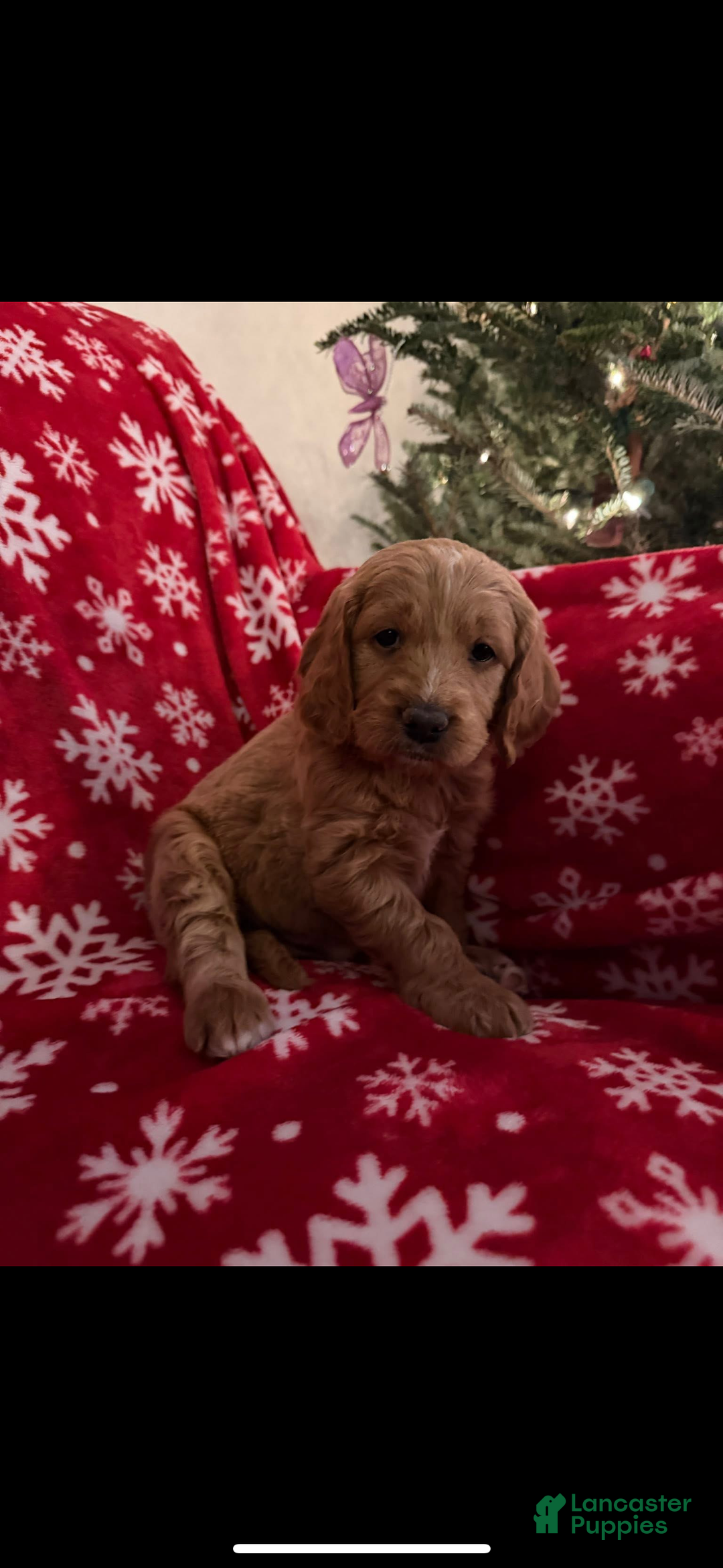 Mini Goldendoodle dogs for sale: Big Blue - Ad 1