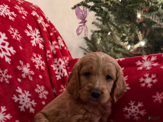 Mini Goldendoodle dogs Big Blue - Ad 3