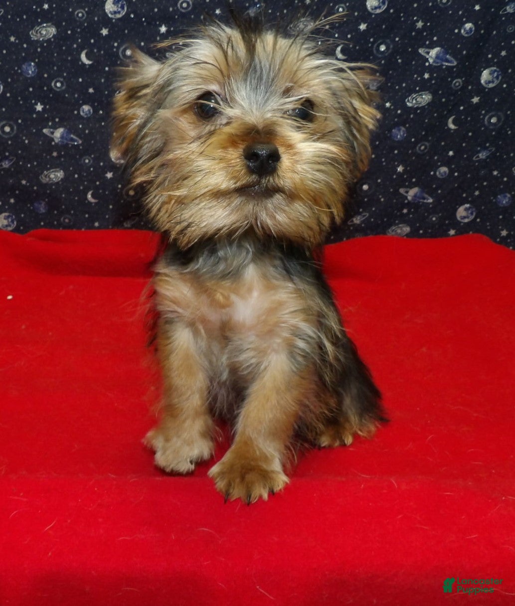 Yorkshire Terrier dogs Amy - Ad 11