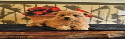 Bichpoo dogs for sale: Krystal - Ad 3