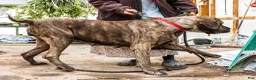English Mastiff dogs for sale: Morris - Ad 16