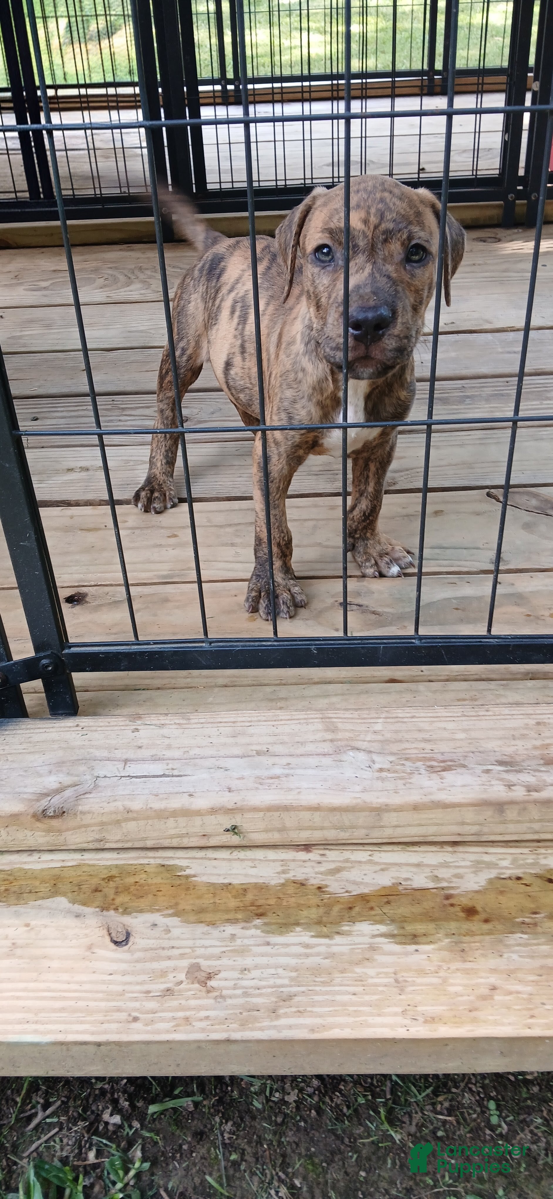American Pit Bull Terrier dogs American Pit Bull Terrier 1 - Ad 1