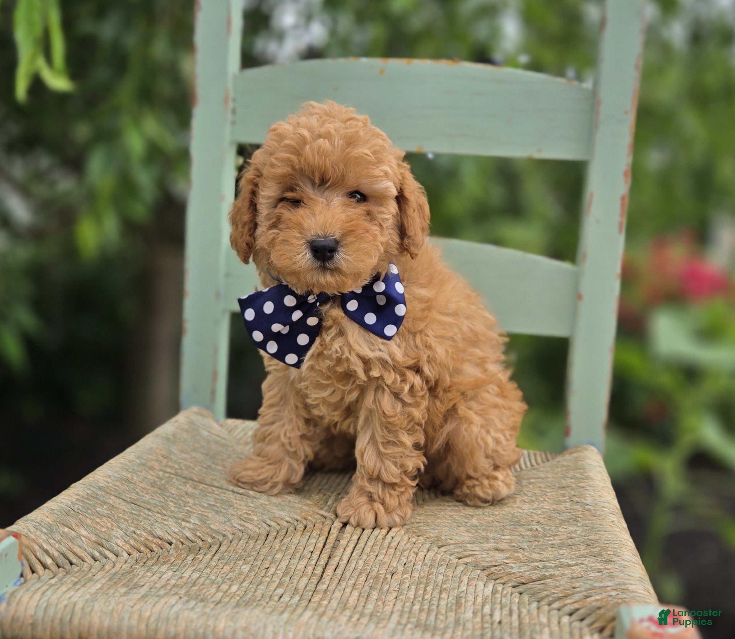 Miniature Poodle dogs Blake - Ad 1