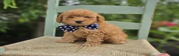 Miniature Poodle dogs for sale: Blake - Ad 1