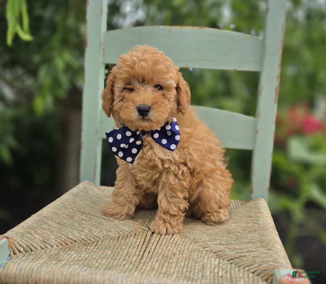 Miniature Poodle dogs for sale: Blake - Ad 1
