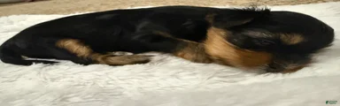 Nova 