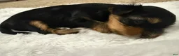 Yorkshire Terrier dogs for sale: Nova  - Ad 1