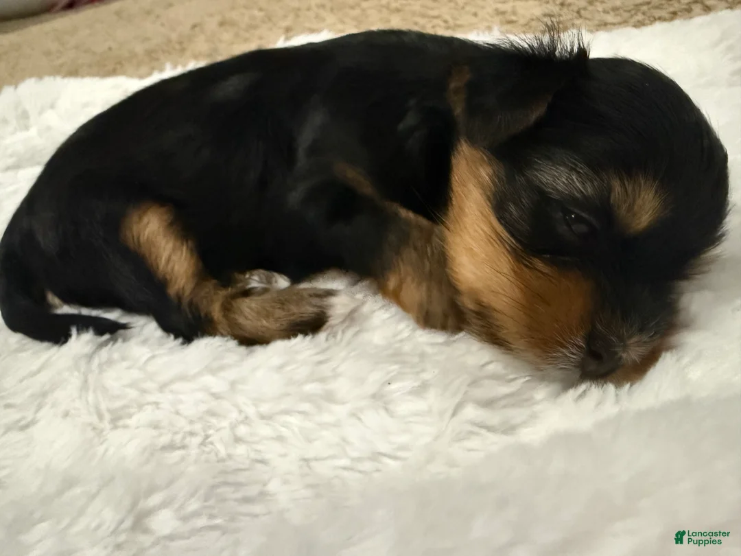 Yorkshire Terrier dogs for sale: Nova  - Ad 1