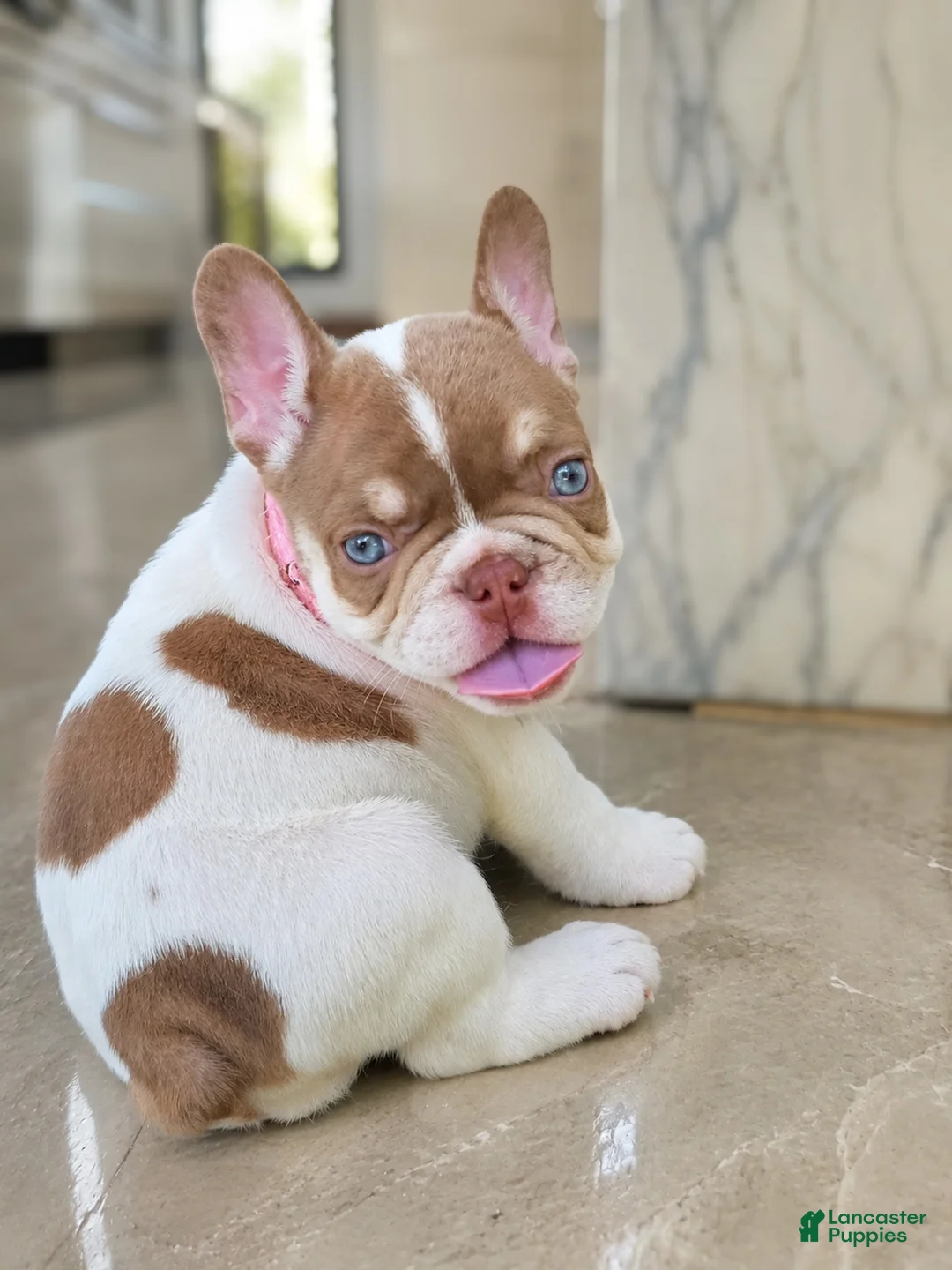 French Bulldog dogs for sale: Penelope - Ad 1