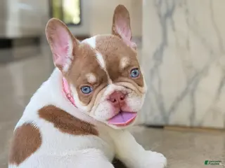 French Bulldog dogs Penelope - Ad 30