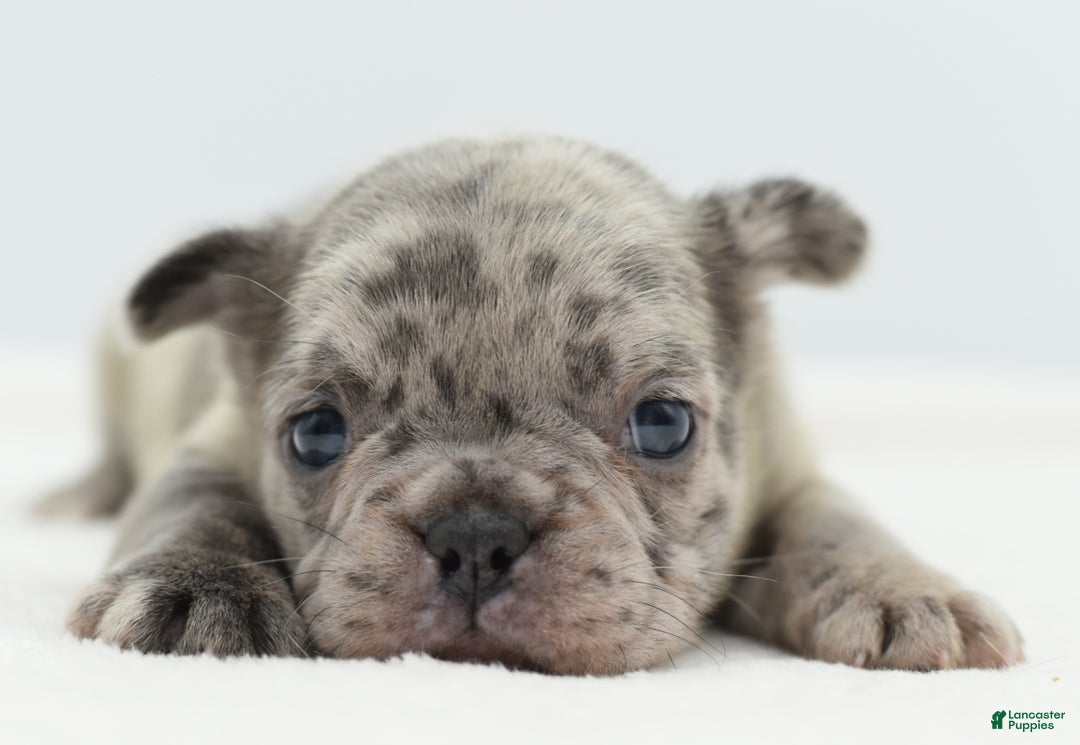 Mixed Breed dogs for sale: Nugget blue hybrid  - Ad 7