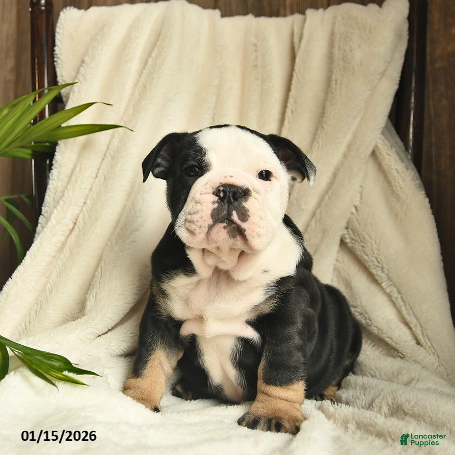 English Bulldog dogs Ash  - Ad 40