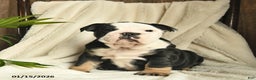 English Bulldog dogs for sale: Ash  - Ad 1