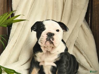 English Bulldog dogs Ash - Ad 13