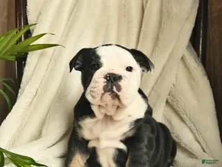 English Bulldog dogs Ash - Ad 2